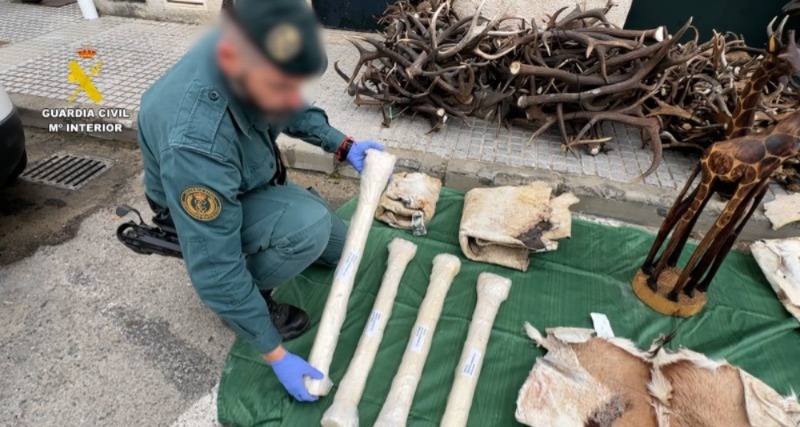 إسبانيا.. حجز شحنة من جلود حيوانات محمية قادمة من المغرب