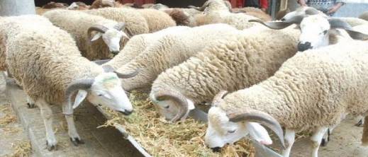 "تضليل ممنهج".. جمعيات حماية المستهلك تفكك "أساطير" غلاء كبش العيد وتهاجم "الوسطاء"