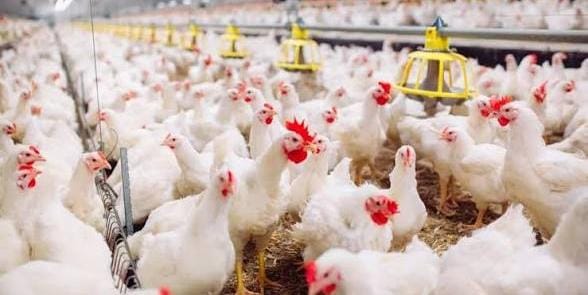 ارتفاع مفاجئ في أسعار الدجاج بالمغرب تزامنا مع “العواشر” واقتراب عيد الفطر