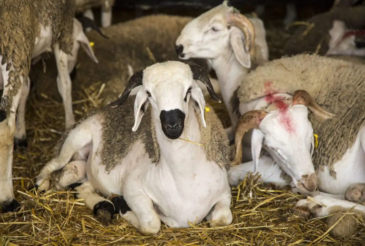 الحكومة تؤكد: شعيرة نحر الأضحية ستقام هذا العام بعد تعليقها العام الماضي