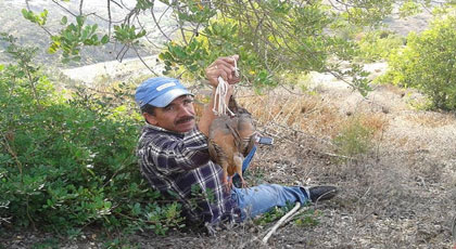 مواطنون لناظورسيتي: القنص غير المقنن يهدد تكاثر طائر الحجل بالريف‎