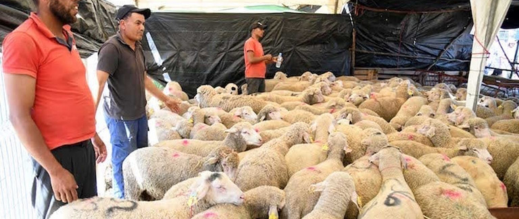 وزارة الفلاحة تطلق عملية مراقبة إناث الأغنام لتعزيز استدامة القطيع