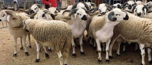 قبل عيد الأضحى.. هذه توقعات أسعار الأغنام واللحوم الحمراء في المغرب