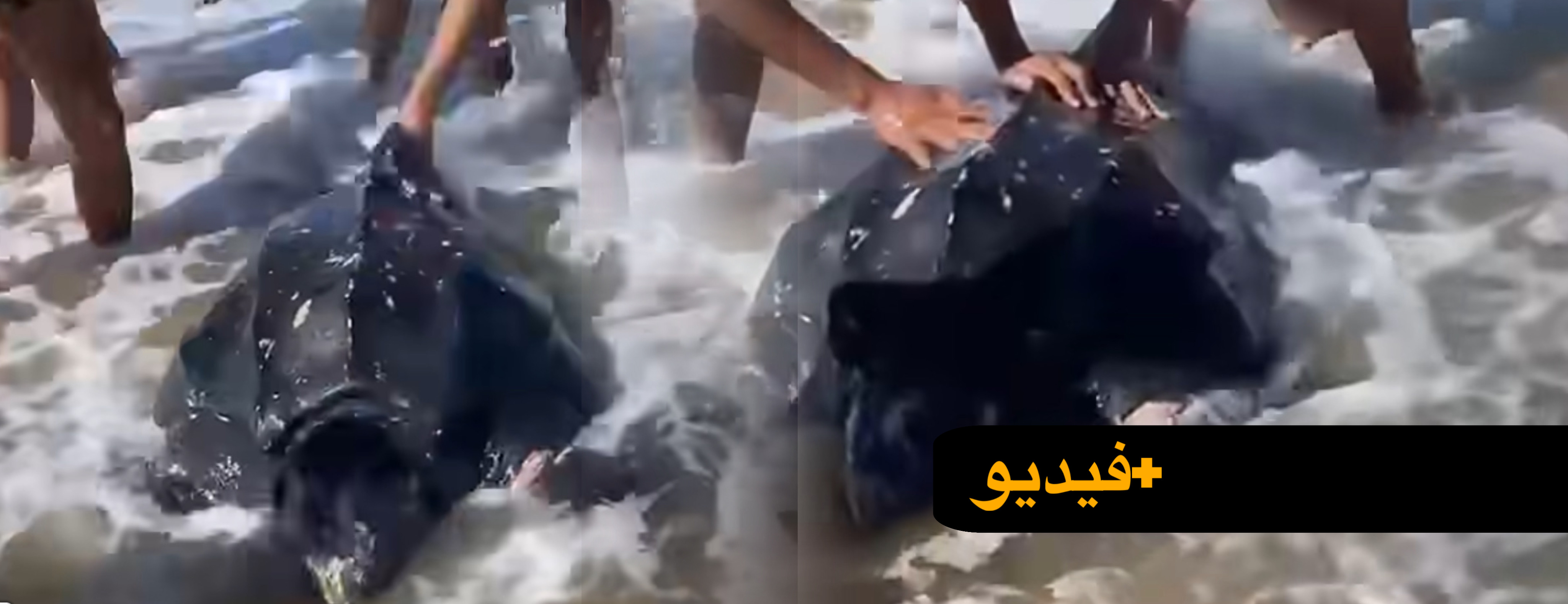 "تأبى العودة إلى الأعماق".. سلحفاة بحرية عملاقة تثير دهشة زوار شاطئ السعيدية