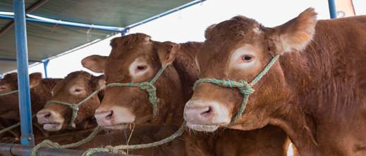 المغرب يغلق أبوابه في وجه الأبقار الإسبانية.. هل هي أزمة صحية أم حرب أسعار؟