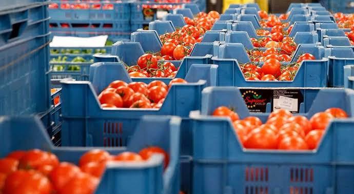 روسيا تتلف شحنة طماطم مغربية بسبب فيروس خطير يهدد المحاصيل