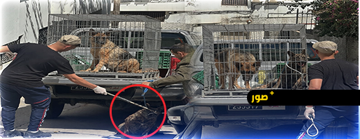 طنجة.. كلاب تهاجم مالكها وتُنهي حياته داخل منزله بحي الإسبانيول