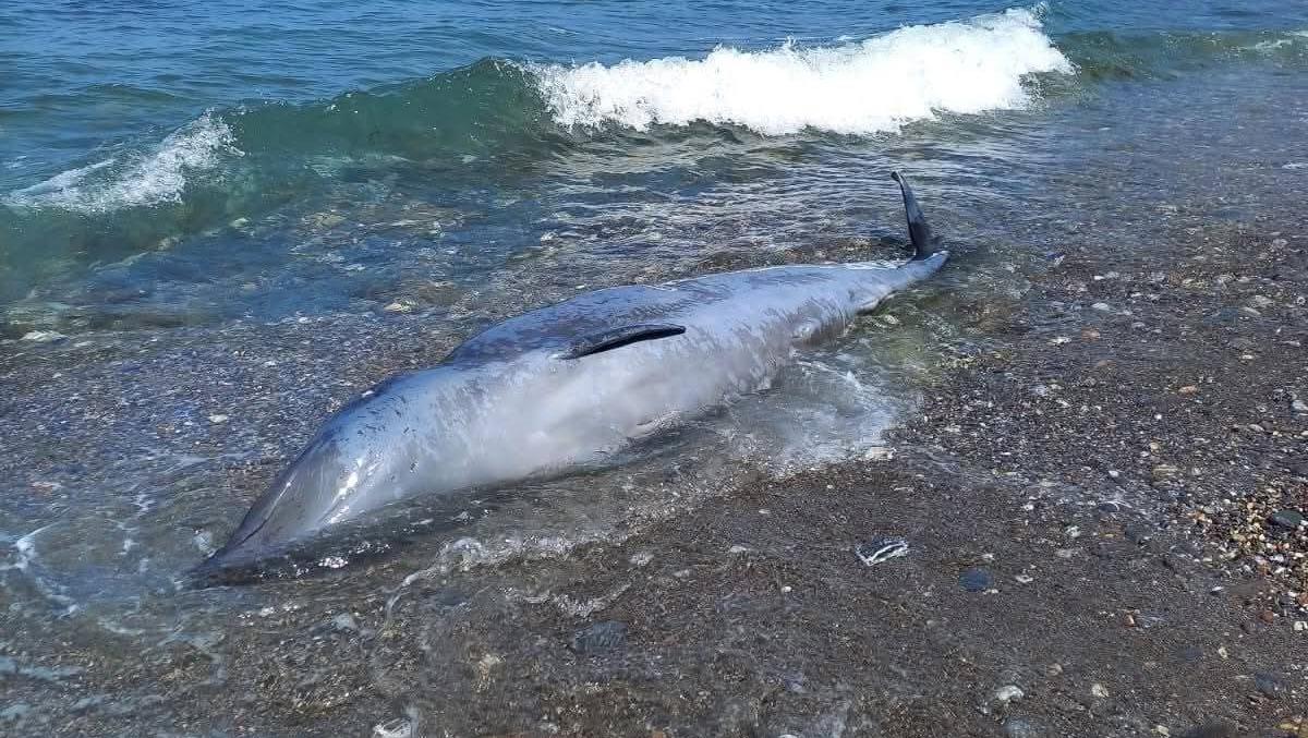 جنوح حوت نادر بسواحل الحسيمة يثير القلق ويعيد طرح تساؤلات بيئية
