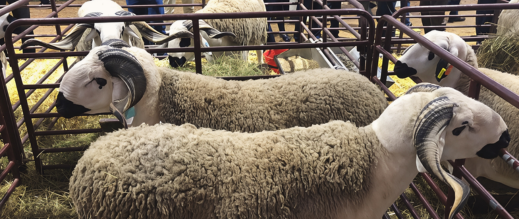 معرض مكناس يكشف ملامح أسوق الأضاحي قبيل العيد