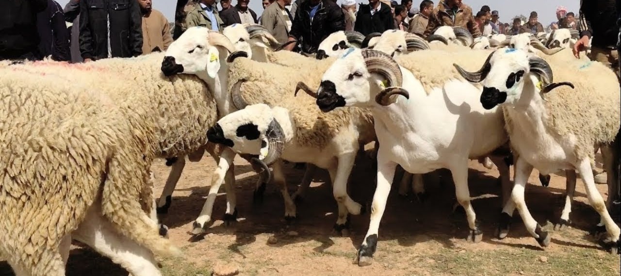 مطالب بضبط أسعار الأضاحي ومواجهة المضاربات قبيل عيد الأضحى