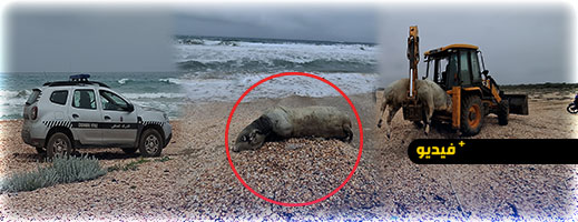 حادث غير مألوف بسواحل الناظور.. جثة عجل تلفظها أمواج أركمان