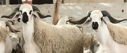 قبل أقل من شهر على عيد الأضحى.. سوق زايو يسجل ضعفاً في الإقبال وانخفاضاً محدوداً في أسعار الماشية