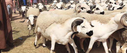 انتظار وترقب يطبعان أسواق الأضاحي قبيل عيد الأضحى