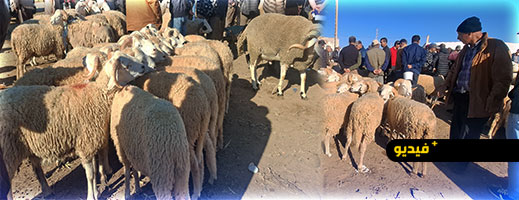 قبيل عيد الأضحى.. إقبال ضعيف وأسعار مرتفعة بسوق المواشي بأركمان