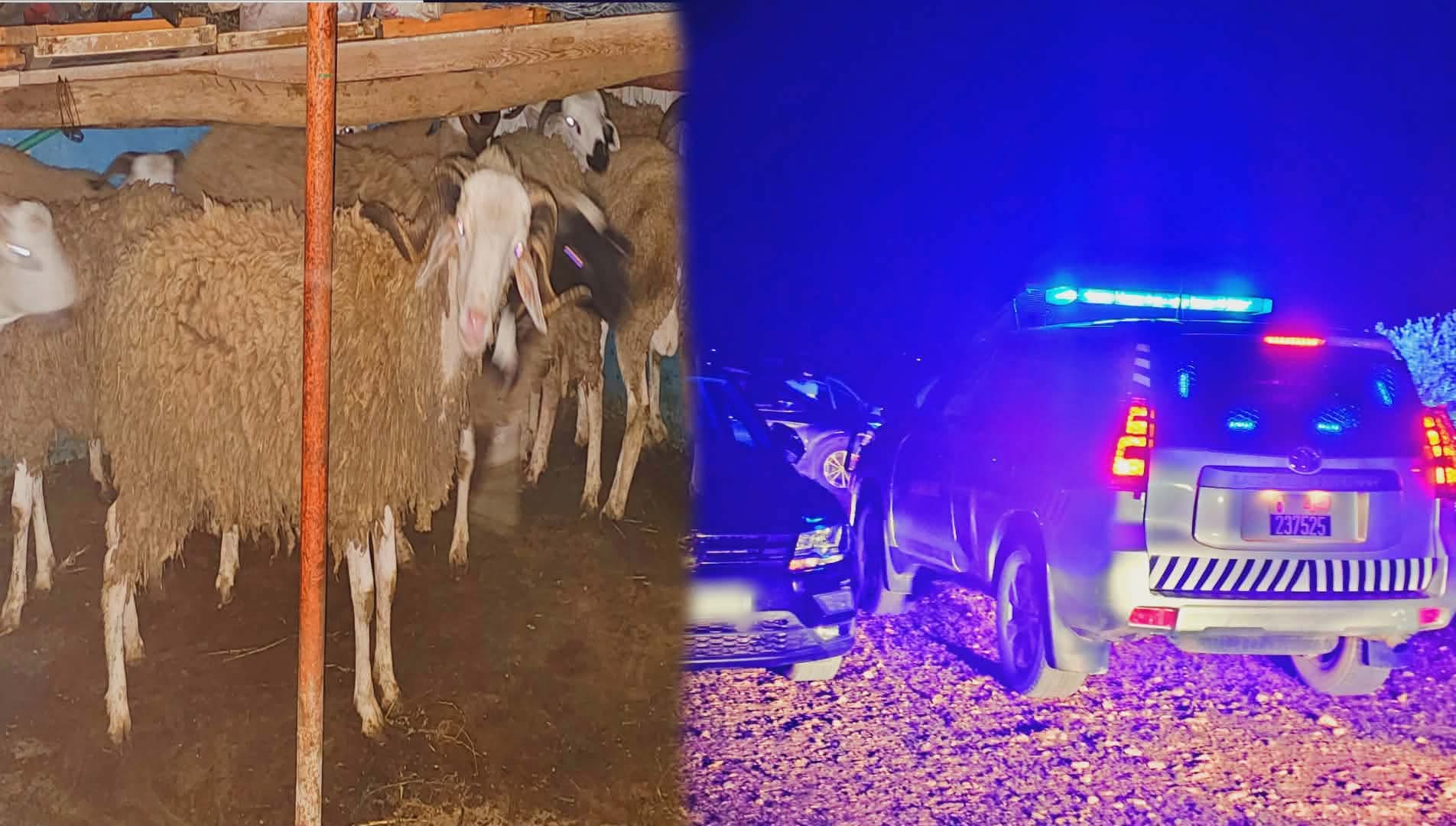 الدرك الملكي ببن الطيب يفك لغز سرقة المواشي ويسترجع عشرات الرؤوس