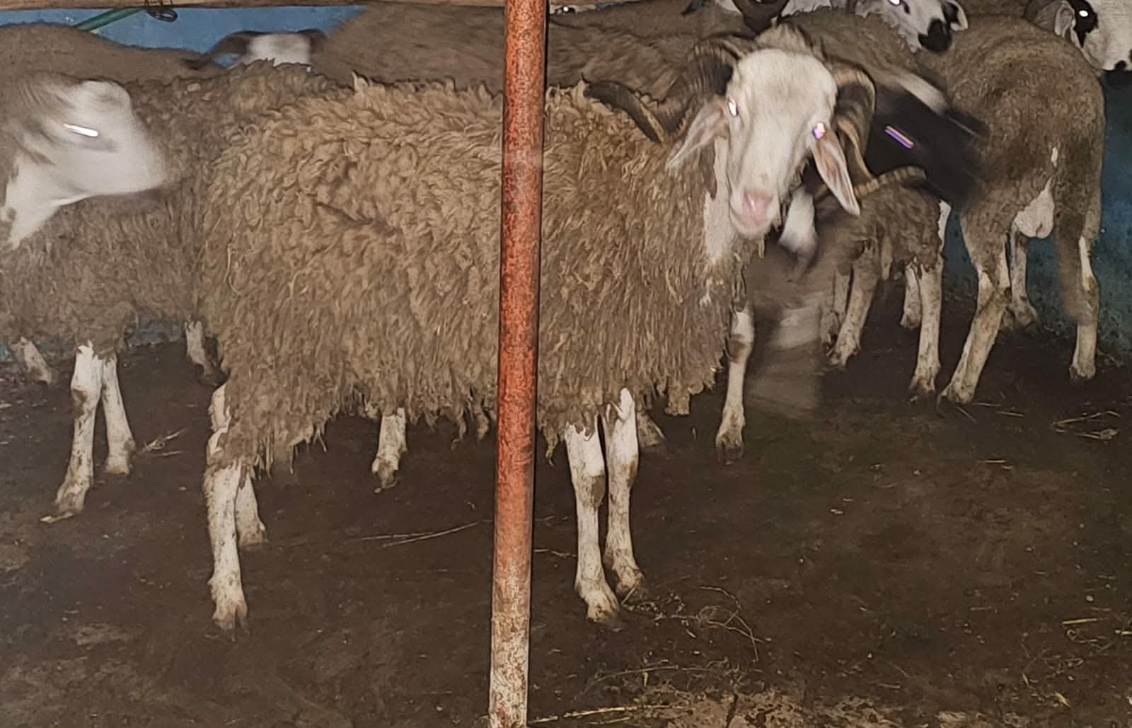 الدرك الملكي ببن الطيب يفك لغز سرقة المواشي ويسترجع عشرات الرؤوس