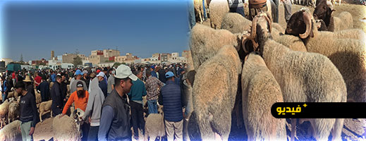سوق أركمان للمواشي يسجل ركودا ملحوظا وسط شكاوى من ارتفاع الأسعار