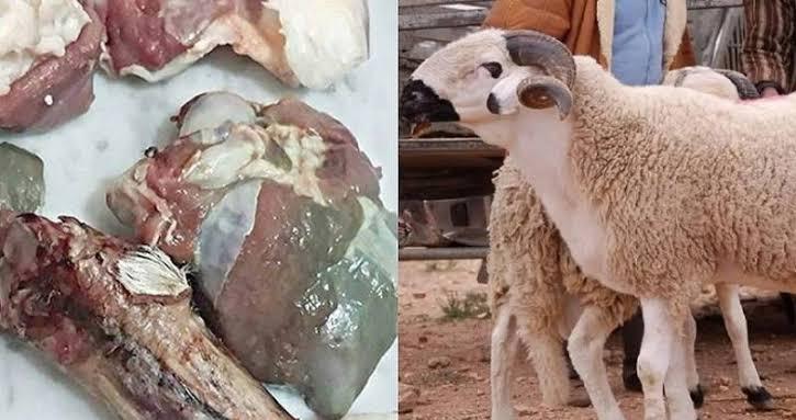 نصائح “أونسا” للمغاربة لتجنب فساد أضاحي العيد في ظل ارتفاع الحرارة