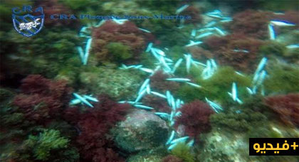 جمعية تكشف بالفيديو استمرار الصيد بالمتفجرات بسواحل الحسيمة‎