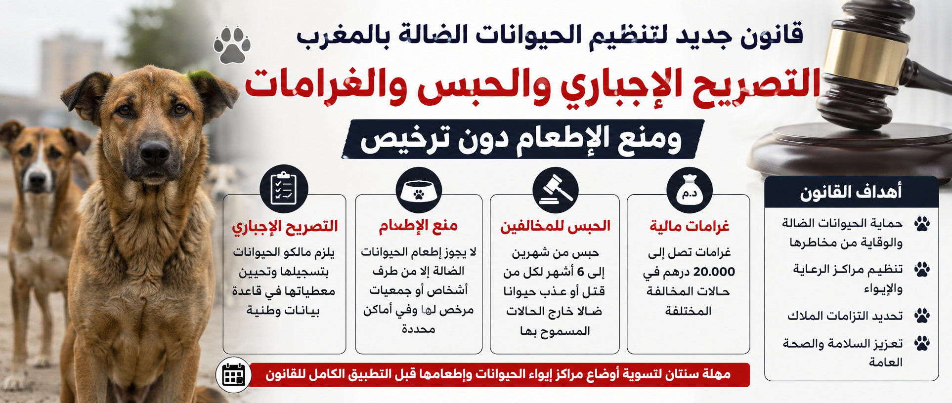 غرامات تصل إلى 20 ألف درهم وحبس للمخالفين.. هذه أبرز مقتضيات قانون الحيوانات الضالة بالمغرب