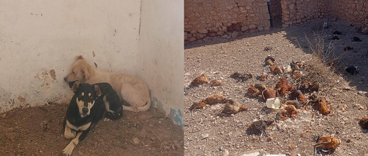 هجوم كلاب ضالة ينهي مصدر رزق مواطن بإقليم الناظور ويخلّف خسائر ثقيلة
