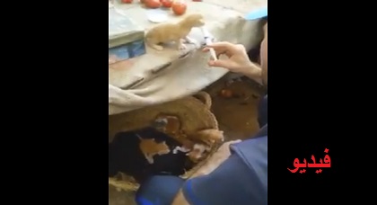 بائع خضر ناظوري يعتني بقطط صغيرة يشتهر بأرجاء المغرب بعد ذيوع هذا الفيديو