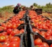 في عز الغلاء .. ما حقيقة شراء الطماطم من الأسواق الداخلية وإعادة تصديرها إلى الخارج؟