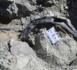 بالصور.. اكتشاف ديناصور مدرع وعاشب في المغرب يعود لـ165 مليون سنة