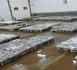 مهنيون يطالبون بفتح تحقيق بعد فضائح تثمين الأخطبوط غير القانوني بإقليم الناظور