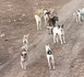 بعد فاجعة وفاة طفل بالعروي.. قطيع من الكلاب الضالة يرعب الأسر والأطفال أمام إعدادية سلوان الجديدة