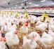 انخفاض متواصل في أسعار الدواجن بالمغرب