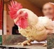 قبل عيد الأضحى.. 3 مؤشرات تنذر بارتفاع أسعار الدجاج في المغرب