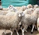 قبيل عيد الأضحى.. تحذير حقوقي بالناظور من استغلال هشاشة المواطنين في أغراض انتخابية