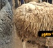غلاء فاحش يلهب سوق قرية أركمان بالناظور يوما قبل العيد.. والمواطنون يتذمرون: "الأسعار خيالية والوفرة غائبة"