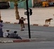 إطلاق الرصاص بشوارع تنغير.. شريط فيديو لإعدام كلاب ضالة يفجر غضبا حقوقيا واسعا