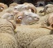 المغرب يعلق رسوم استيراد الأغنام واللحوم الحمراء حتى نهاية 2026