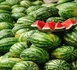 صادرات البطيخ الأحمر.. المغرب يحتفظ بصدارة المزودين لإسبانيا