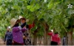 ربورتاج إخباري مصوّر حول الإنتاج الوفير لمزارع العنب بسهل "كرت" بتيزطوطين