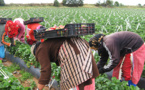  إسبانيا تطلب زيادة 5 ألاف عاملة مغربية لموسم جني الفراولة