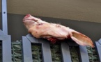 مثير.. مجهولون يضعون رأس خنزير أمام المسجد بألمانيا