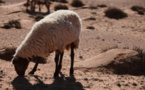 البنك الدولي: الجفاف بالمغرب أتى على نصف محصول القمح