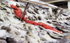 الحسيمة تسجل إنخفاضا مهما في أسعار السمك واللحوم