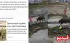 حادث هروب ثور هائج بمليلية يصنف ضمن أبرز الاحداث التي تابعها سكان المدينة خلال السنة الماضية