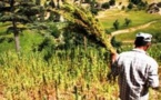 عندما يستعمل الحشيش في لعبة العصا والجزرة بالريف