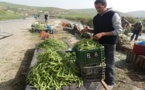انخفاض سعر "الجلبانة" إلى 3 دراهم للكلغ يخلق "صدمة" لدى المزارعين المتخوفين من كساد منتوجهم بأركمان