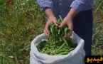 بالفيديو..  الجلبان يتربع على عرش المنتجات الفلاحية بإقليم الحسيمة