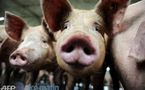 سؤال وجواب عن إنفلونزا الخنازير