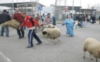 الحكومة الإسبانية ترفع الحظر على الخروف المغربي وتسمح لمسلمي مليلية باستوراده من الناظور