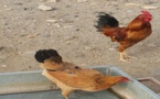 غريب ومثير.. سلطات أركمان تستنطق إمام مسجد بسبب دجاجتين