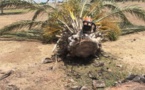 بلدية بني أنصار تجهز على أشجار النخيل بعد إخفاقها في معالجة إصابتها بجرثومة ضارة
